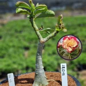1212 42 Vaso 8 Litros Rosa do Deserto KR 53 (viveiro)
