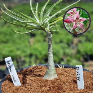 1212 34 Vaso 8 Litros Rosa do Deserto Crispum White (viveiro)