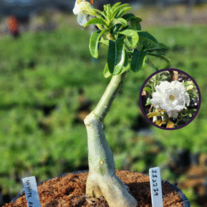 Rosa do Deserto 1112 79 Baobá Baby White Angel (viveiro) - Linha Baobá - RDF Fortaleza