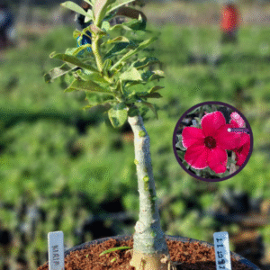 1112 91 Vaso 8 Litros Rosa do Deserto Kiria  (viveiro)