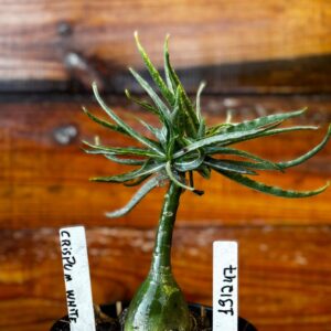 1912 47 Rosa Do Deserto Crispum White
