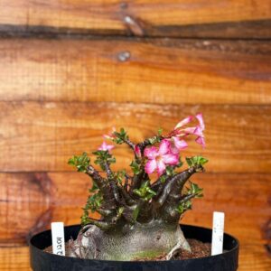2212 04 Arabicum Godji black - Adulta