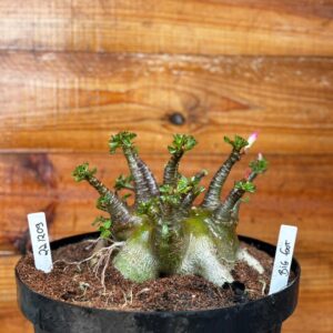 2212 09 Arabicum Big Foot- Adulta