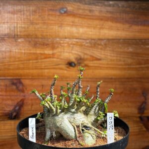 2212 12 Arabicum Rubicon- Adulta