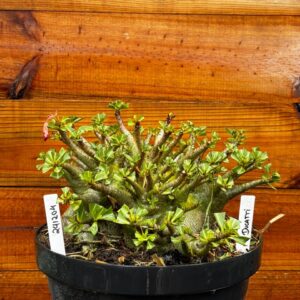 2412 04 Arabicum Ducatti - Adulta