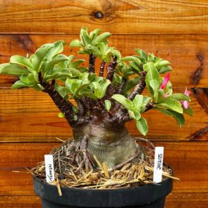 2412 05 Arabicum Takashi - Adulta