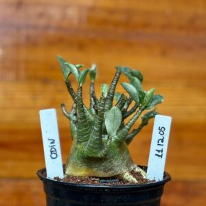 1112 05 Arabicum Odin Caudex Aranha