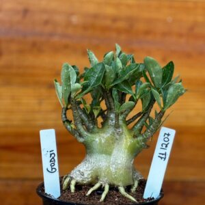 1112 07 Arabicum Godji Caudex Aranha