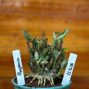 1112 09 Arabicum Ragnarok Caudex Aranha