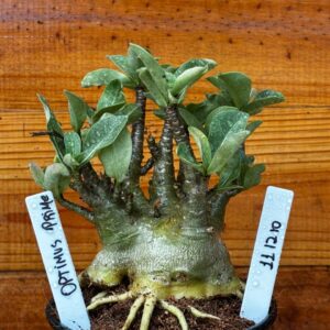 1112 10 Arabicum Optimus Prime Caudex Aranha