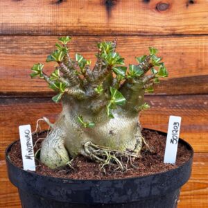 3012 03 Arabicum Minotauro - Adulta