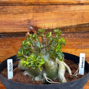 3012 04 Arabicum Spartacus - Adulta