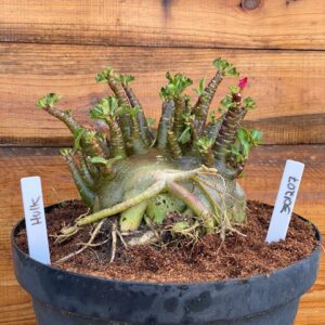 3012 07 Arabicum Hulk - Adulta