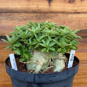 3012 10 Arabicum Rubicon - Adulta
