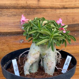 3012 11 Arabicum Rhino - Adulta