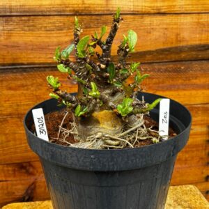 3112 01 Arabicum Zeus (AVARIA)- Adulta