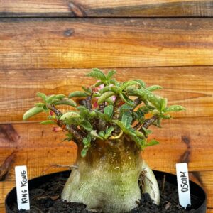 0501 14 Arabicum Rubicon - Adulta