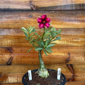 0601 53 Vaso 8 Litros Rosa do Deserto Lorena