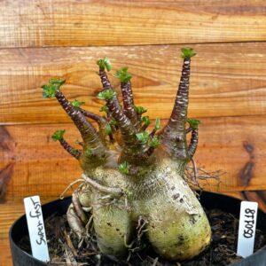 0501 18 Arabicum Super fest - Adulta