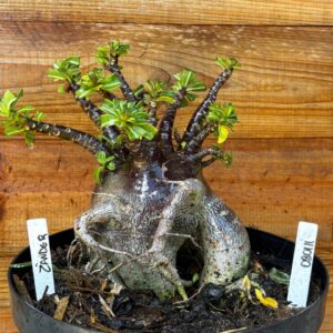 0801 11 Arabicum Zander - Adulta
