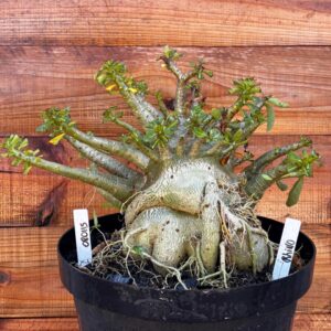 0801 15 Arabicum Rhino   - Adulta