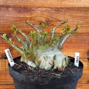 0801 17 Arabicum Kilimanjaro   - Adulta