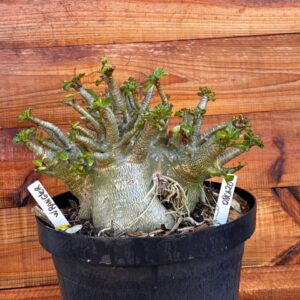 0801 20 Arabicum Wrangler - Adulta
