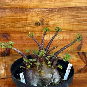 0801 21 Arabicum Ultron - Adulta