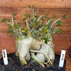 1301 05 Arabicum Dynamo- Adulta