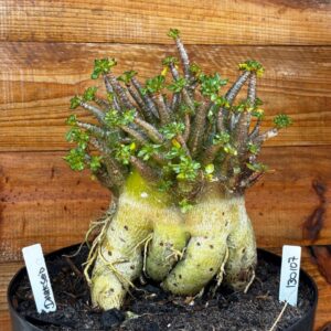 1301 07 Arabicum darckseid - Adulta