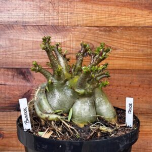 1701 05 Arabicum Bardok - Adulta