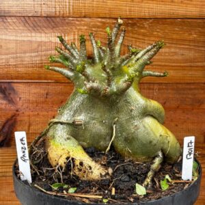 1701 17 Arabicum Panzer - Adulta