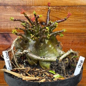 1701 29  Arabicum Emerald Crown - Adulta