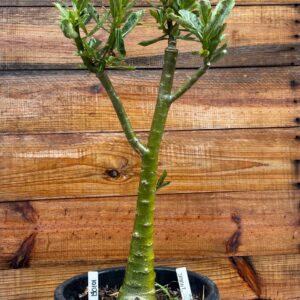 1901 01 Anaconda Jayanti