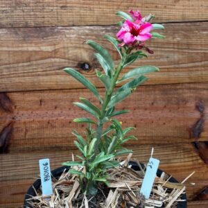 1901 06 Vaso 8 Litros Rosa do Deserto Surprise
