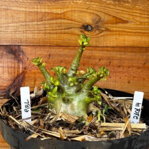 2101 14 Arabicum RBL - Adulta