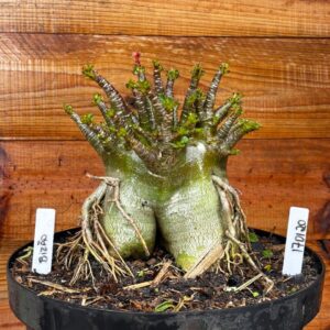 1701 20 Arabicum Bizao - Adulta