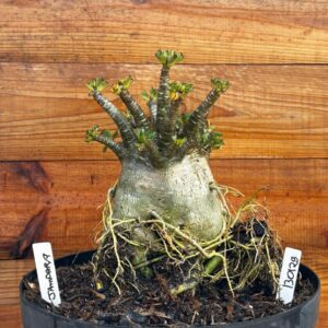 1301 29 Arabicum Jamdara - Adulta