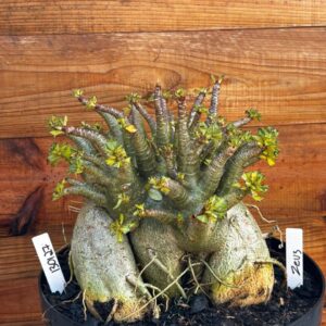 1301 27 Arabicum Zeus - Adulta