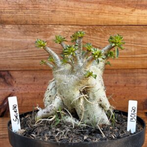 1301 20 Arabicum Saturno - Adulta
