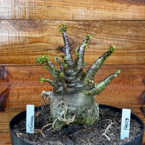 1401 13 Arabicum Torpedo - Adulta