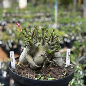 2201 04 Arabicum Poseidon - Adulta