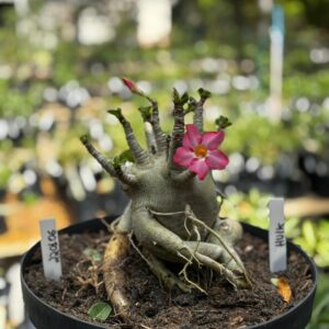 2201 06 Arabicum Hulk- Adulta