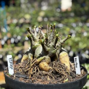 2201 12 Arabicum Megatron - Adulta