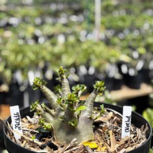 2201 16 Arabicum Overlod - Adulta