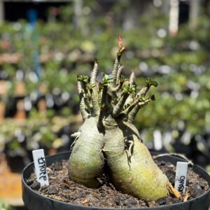 2201 17 Arabicum Urbano- Adulta