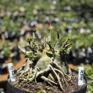 2201 20 Arabicum Godji F2 - Adulta