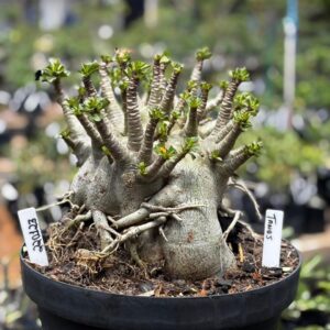 2201 23 Arabicum Tanos - Adulta