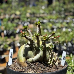 2201 24 Arabicum Urus - Adulta
