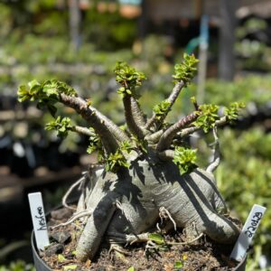 2201 29 Arabicum Hesfero - Adulta